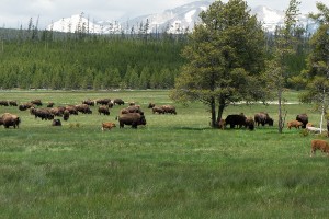 Yellowstone and Grand Teton Hiking Tour