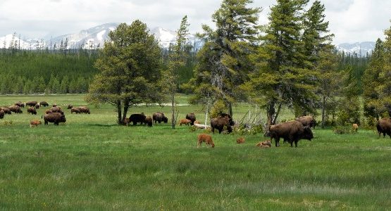 Bisons in Yellowstone