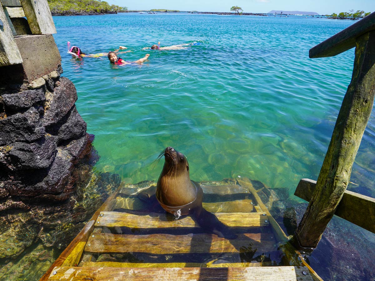 Tropical ocean swimming with sea lions seals