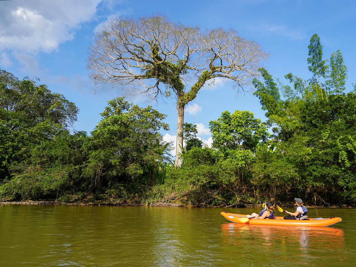 Exploring ricer rainforest by kayak