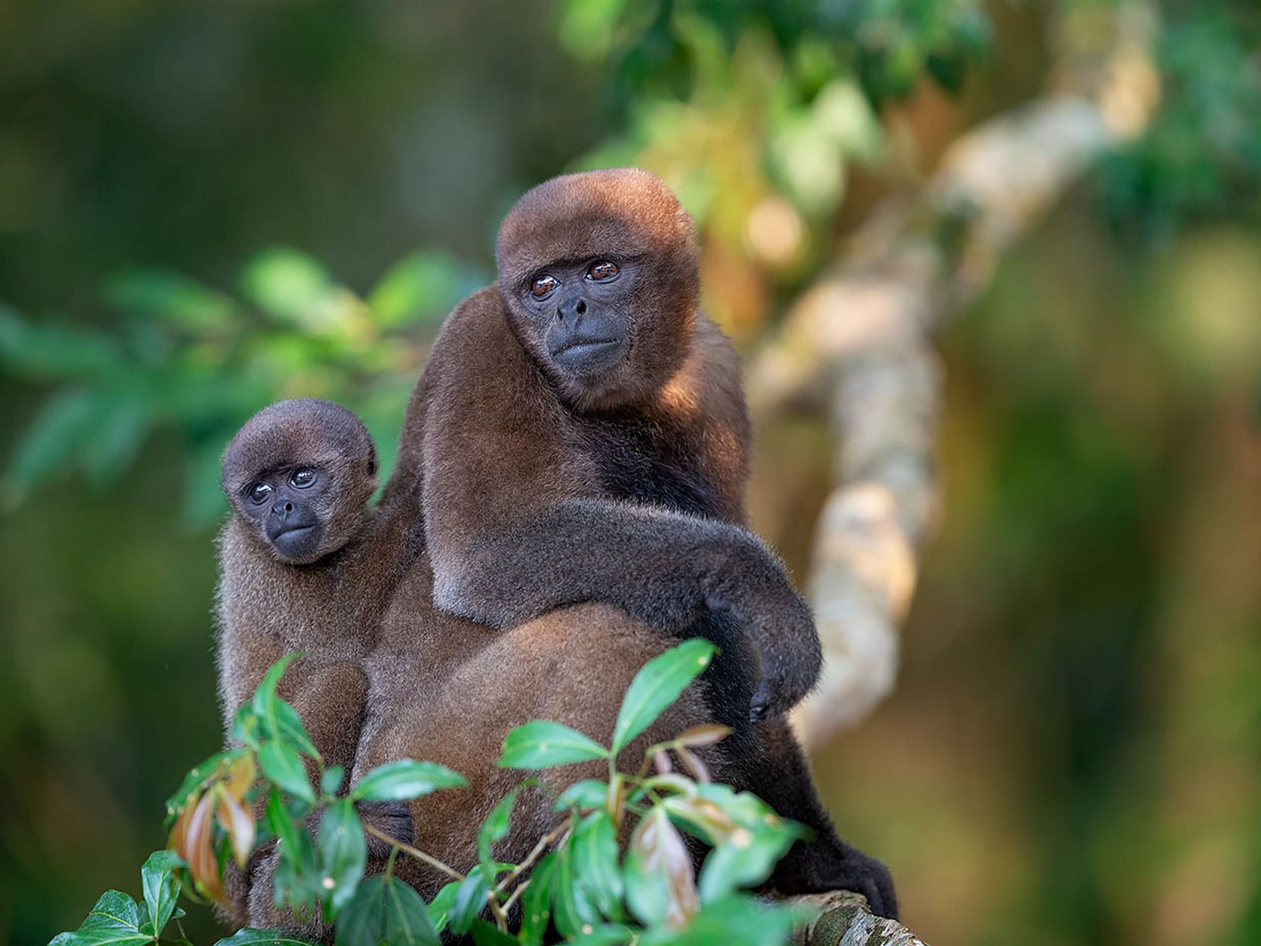 Monkeys seen while on biking tour in Ecuador rainforest