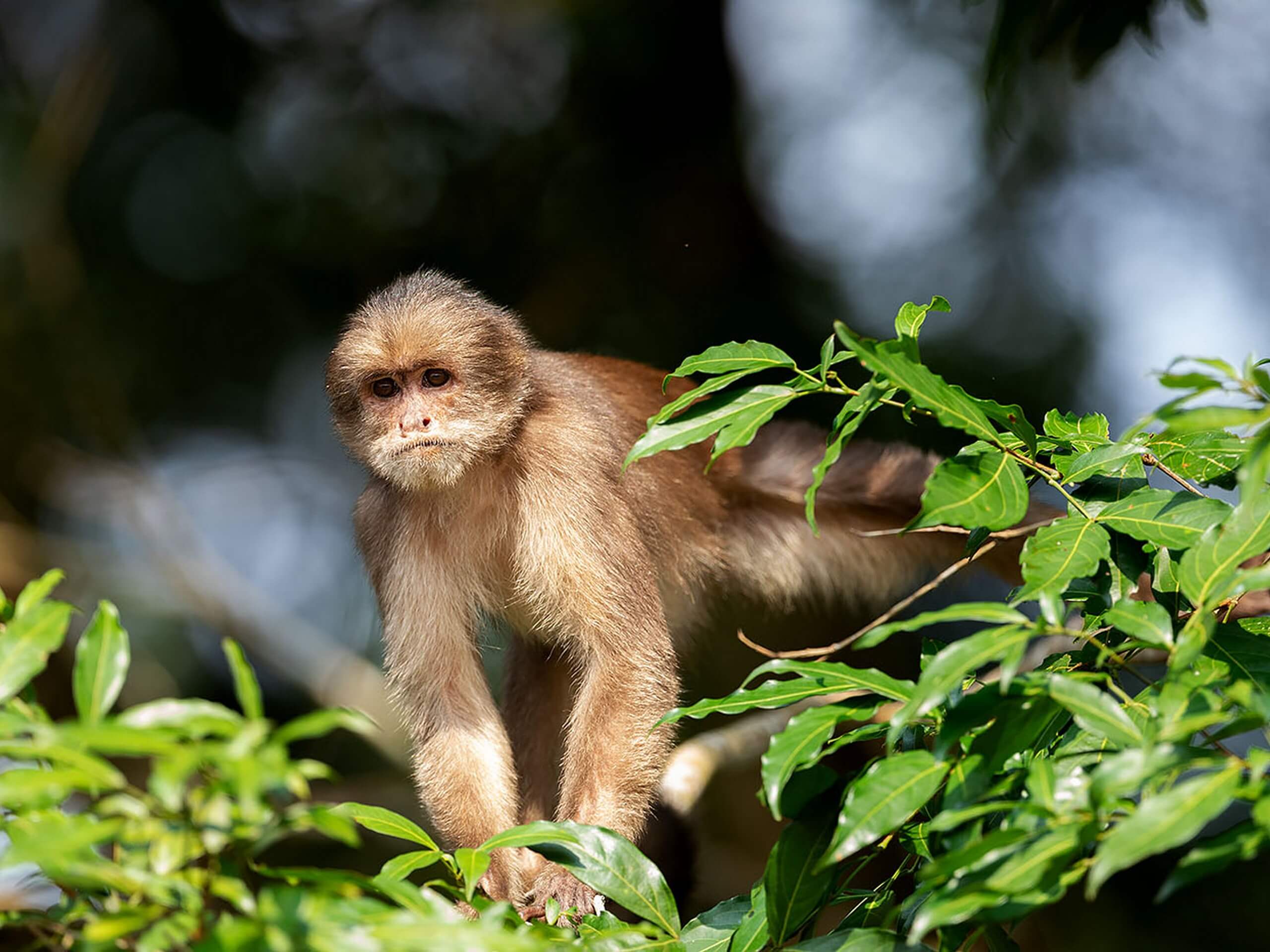 Small monkey (Ecuador)