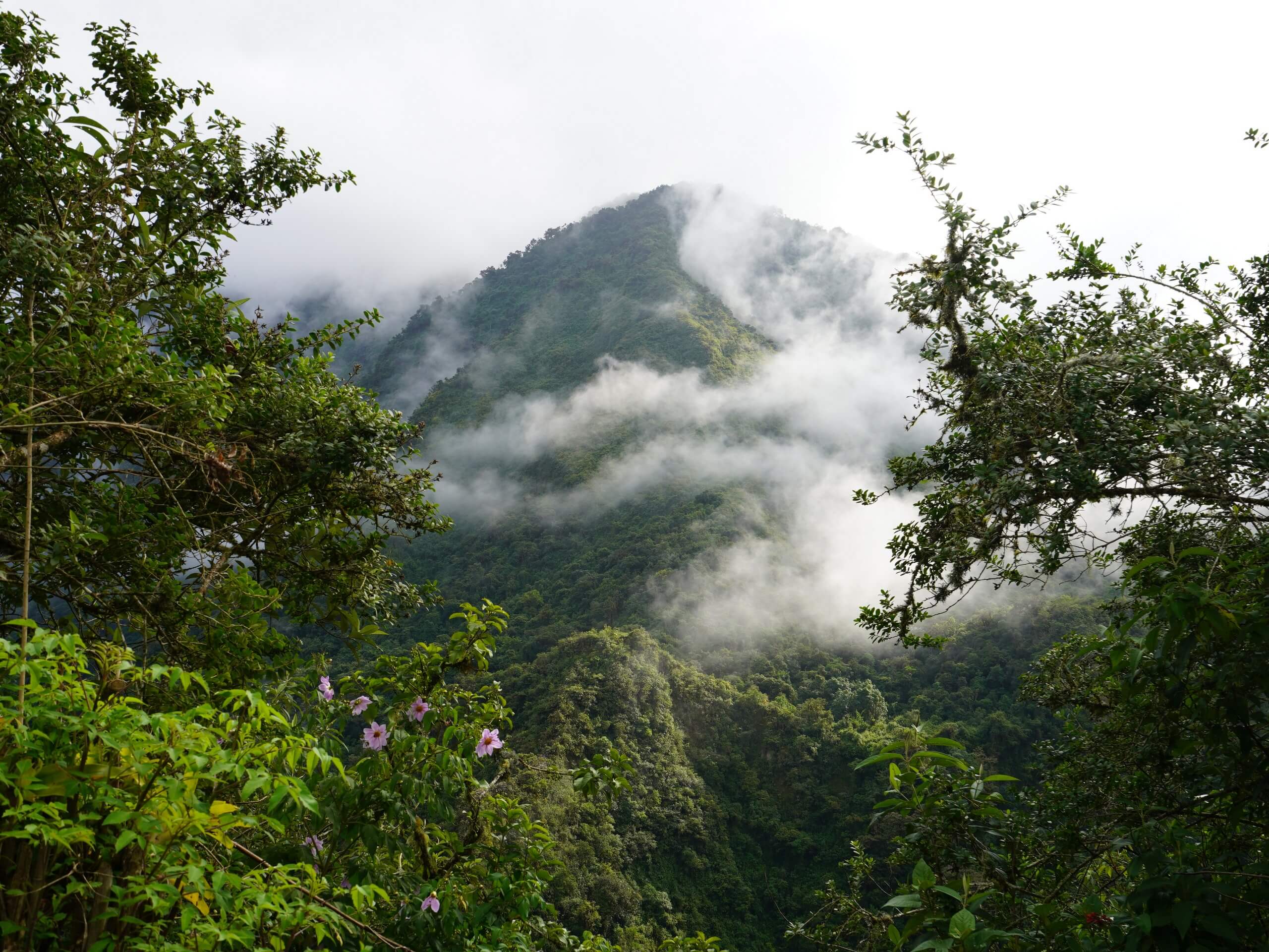 Ecuador rainforest views