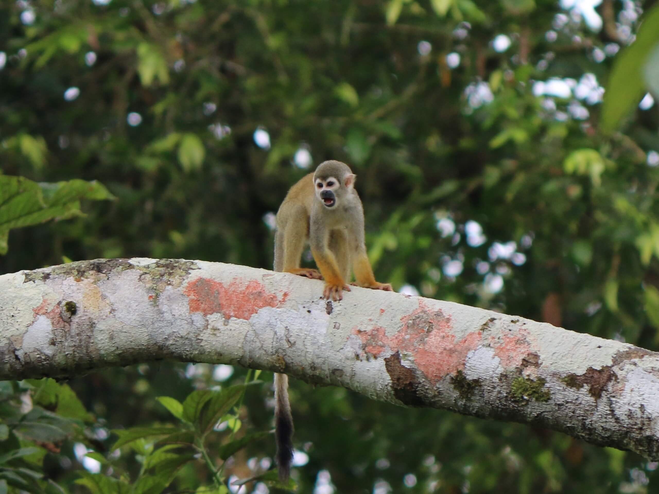 Monkey met in Ecuador during the biking tour