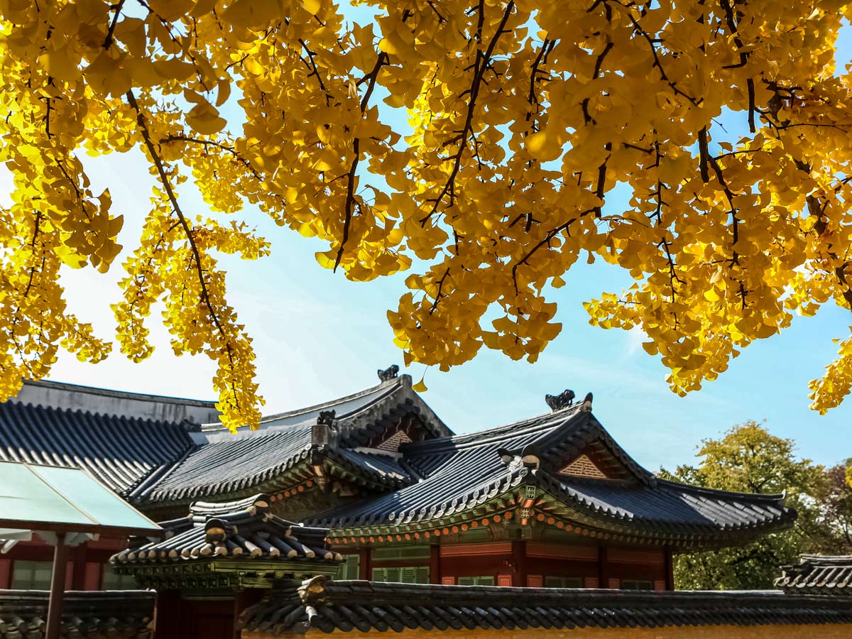 Gyeongbokgung palace South Korea soft adventure tour