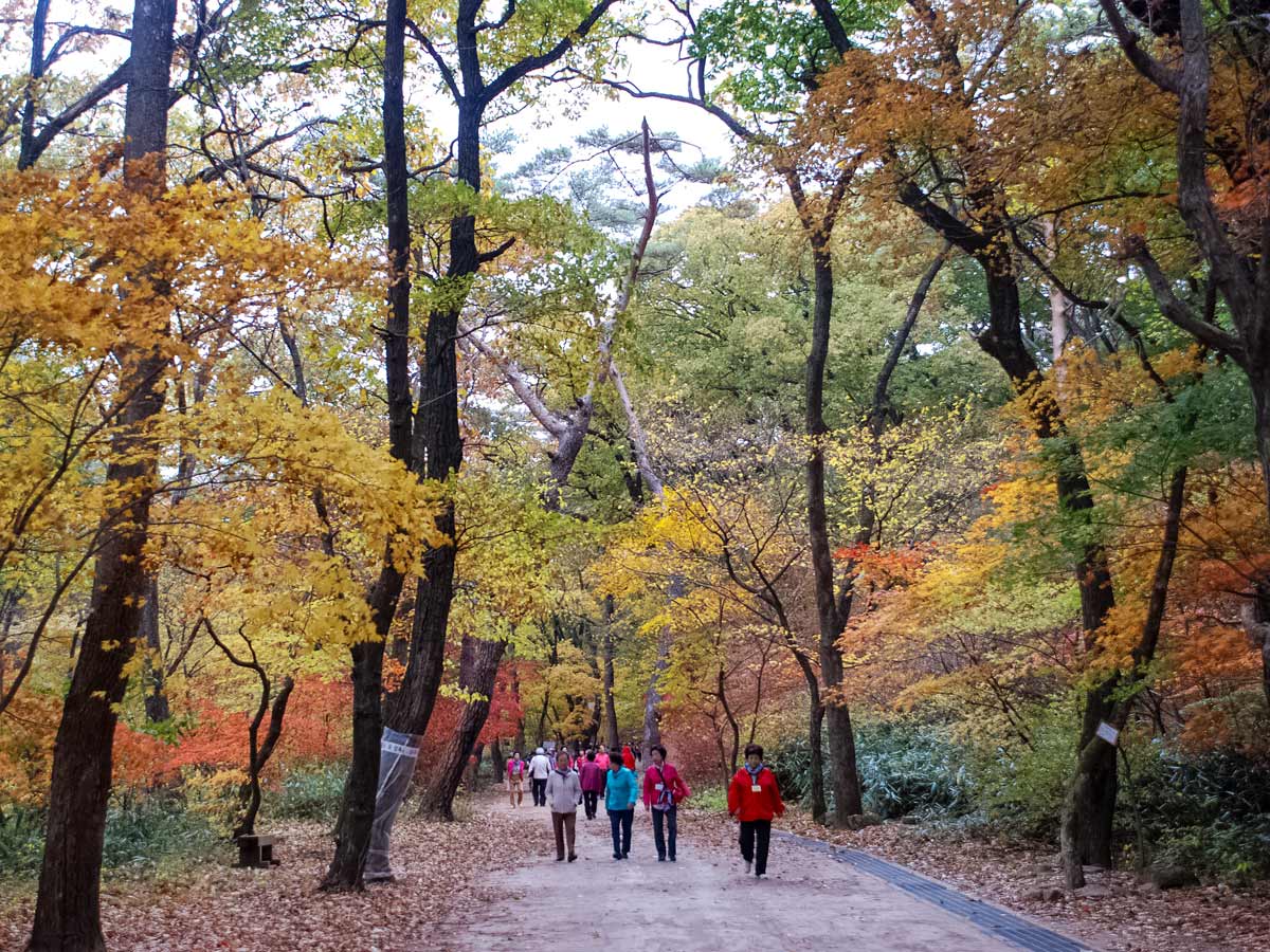 Walking through the park fall South Korea soft adventure tour