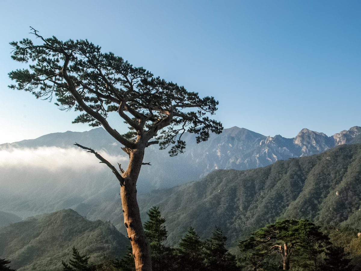 Unique trees mountains exploring South Korea adventure tour