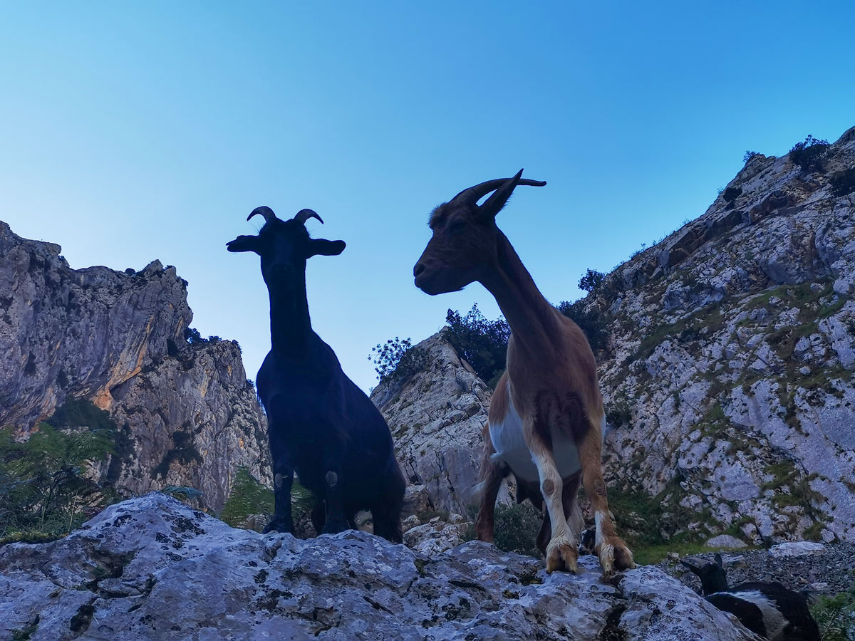 Mountain goats hiking