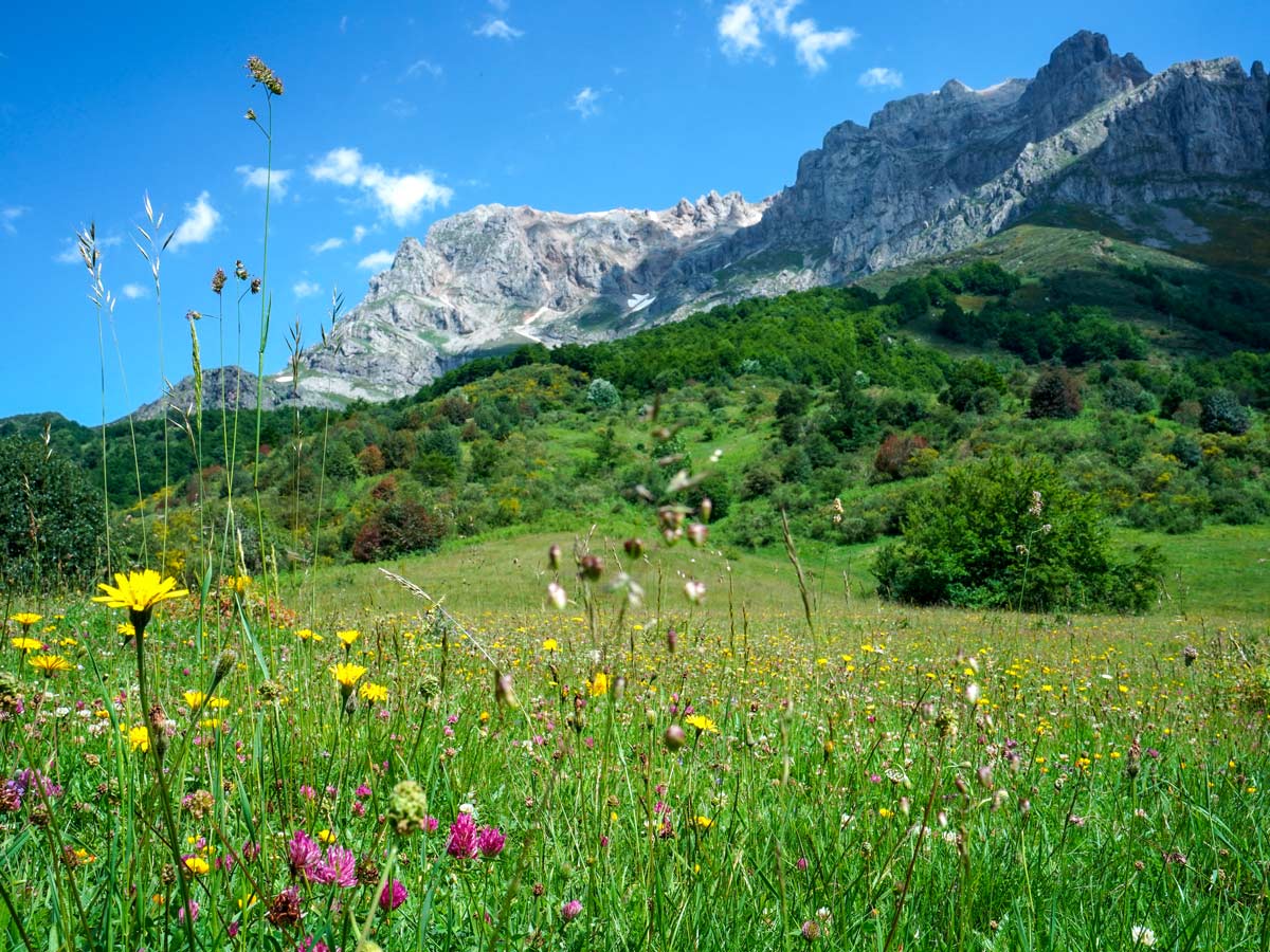 Mountain wildflowers