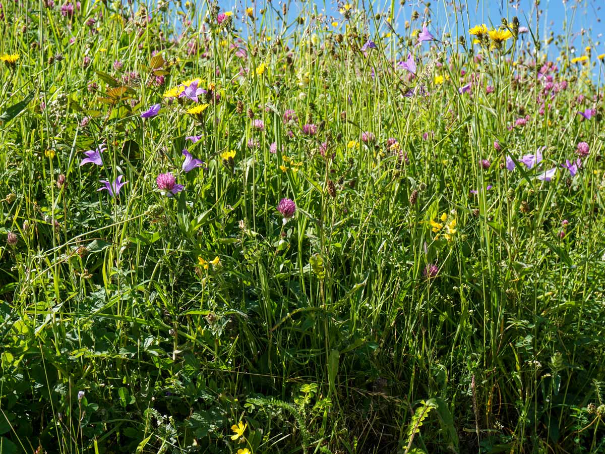 Wild flower fields