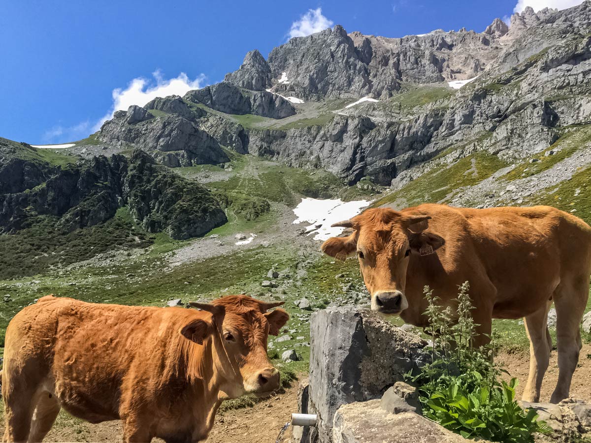 Cows in vega de llos mountain pastures