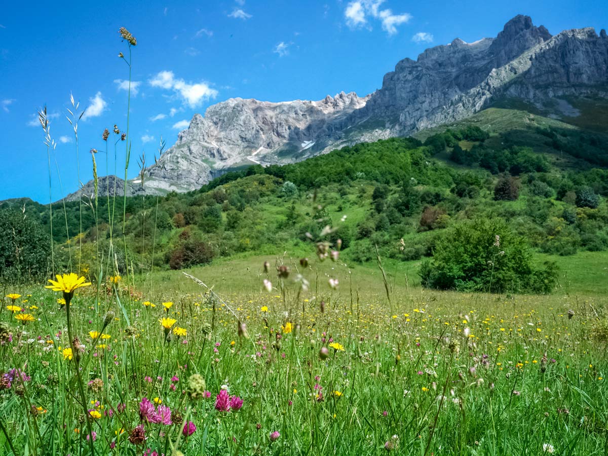 Wildflower meadows