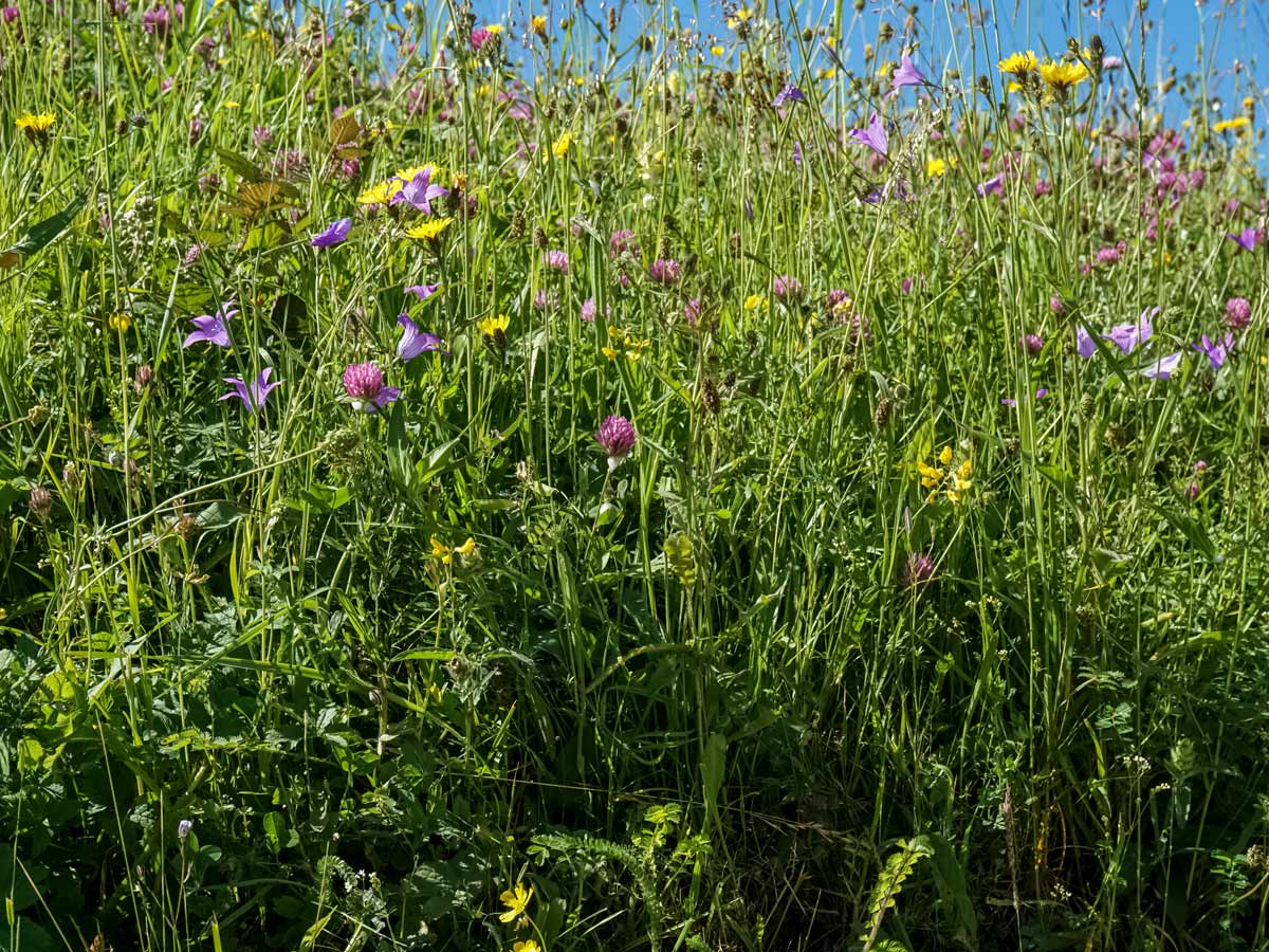 Picos Flowers