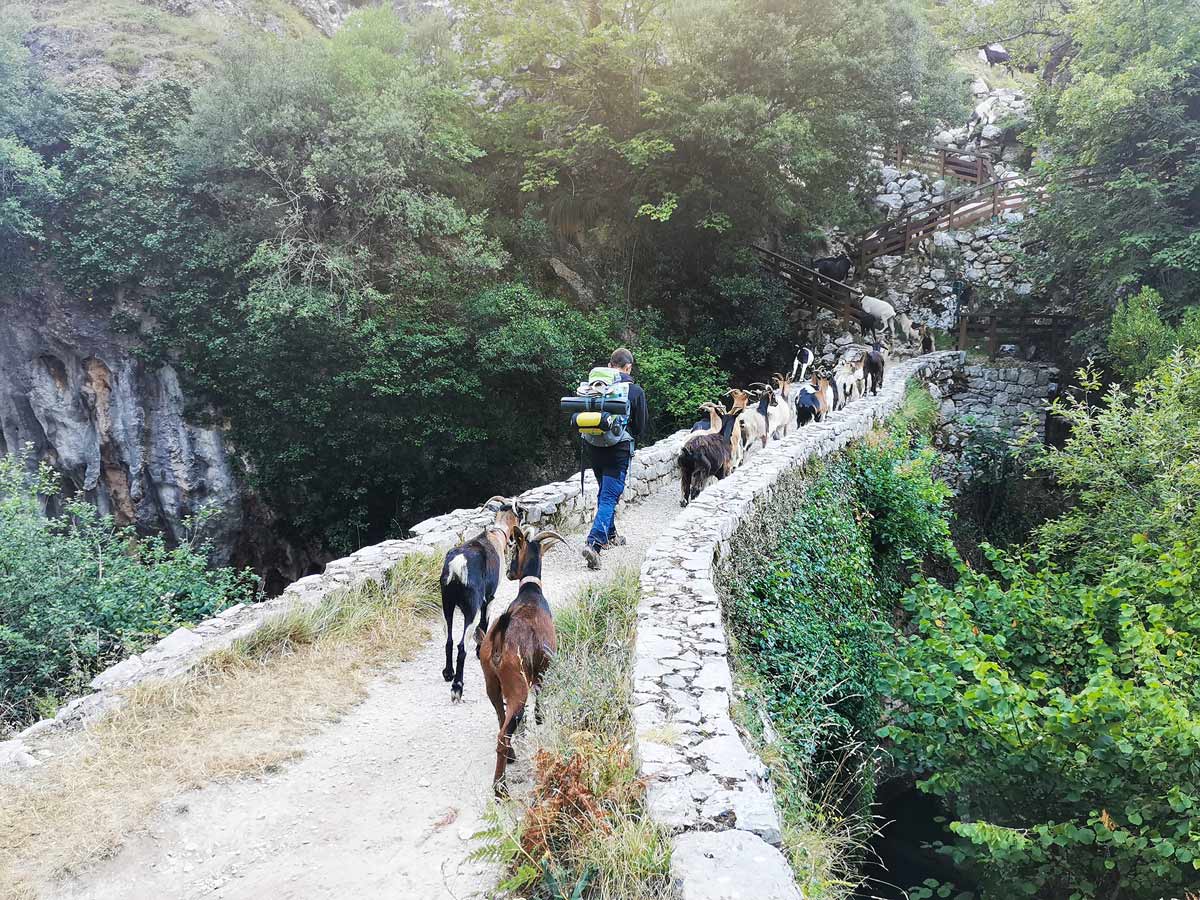 Goat herding over bridge