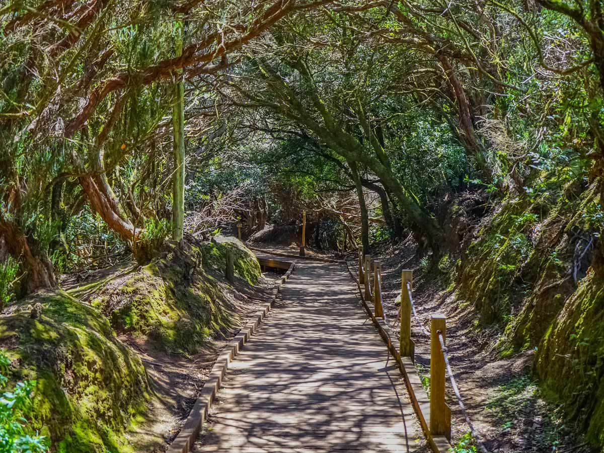 Anaga National Park forest trails walking hiking Tenerife Canary Islands Spain