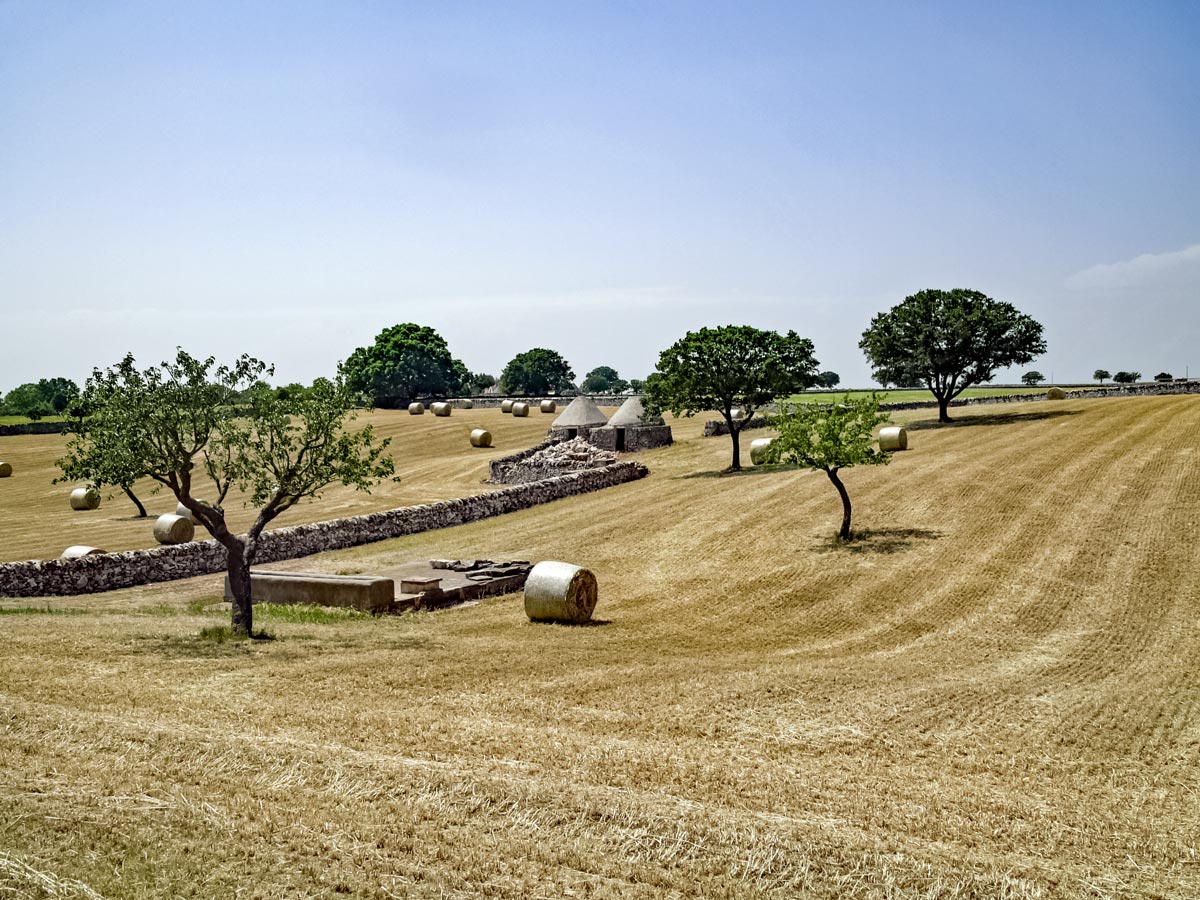 Alberobello hay fields farmland