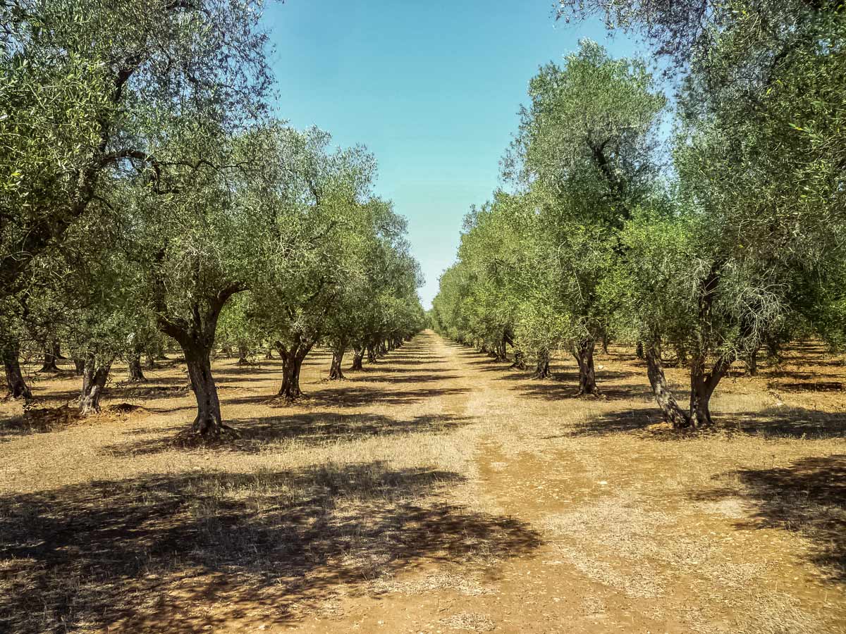 Puglia Olive grove trees orchard