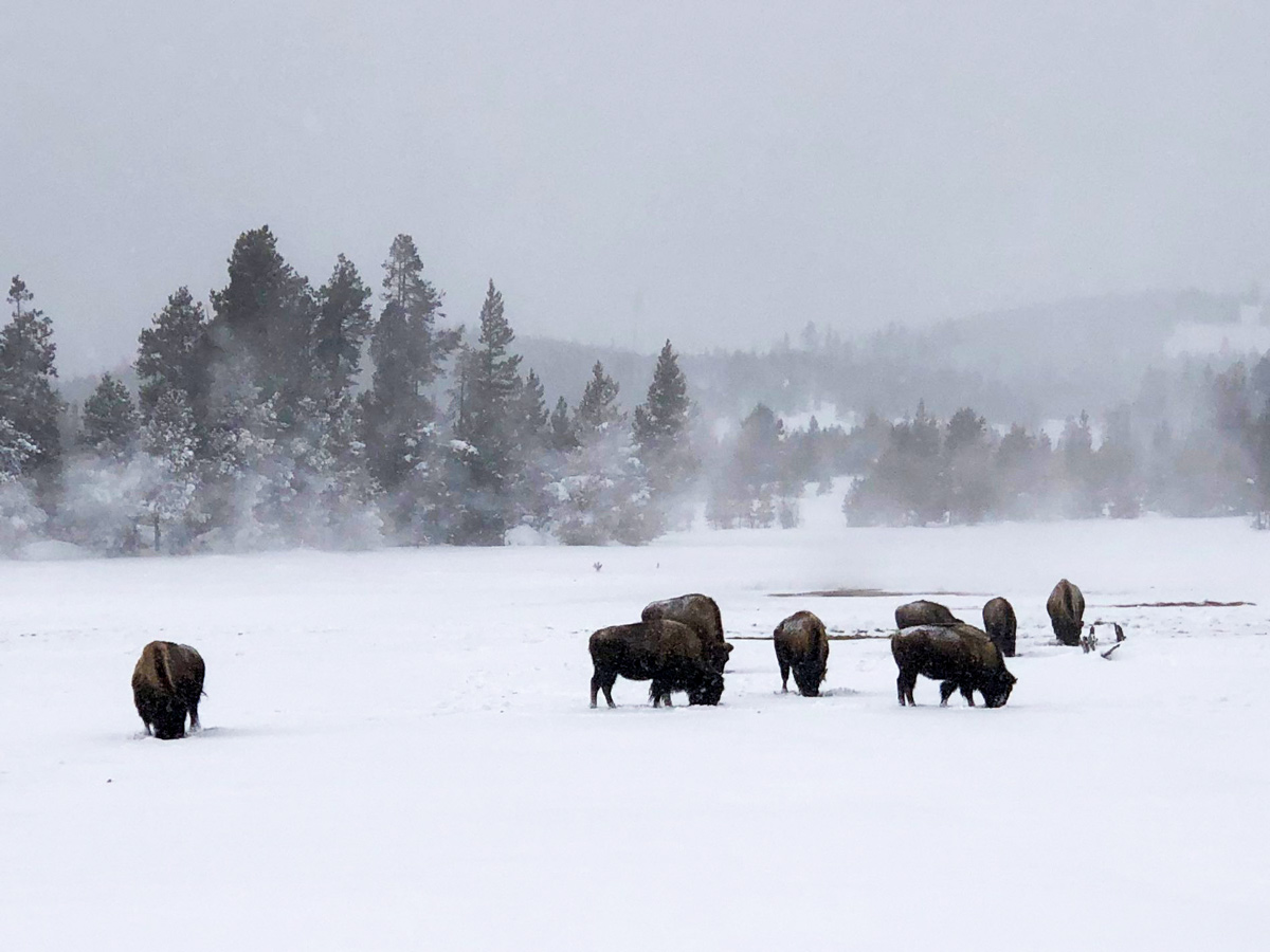 Yellowstone snow GeyserBasin bison seen along snowshoe adventure tour Yellowstone National Park USA