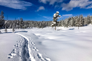 Yellowstone Snowshoe Adventure