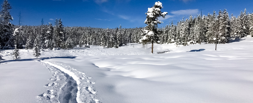 Yellowstone Snowshoe Adventure