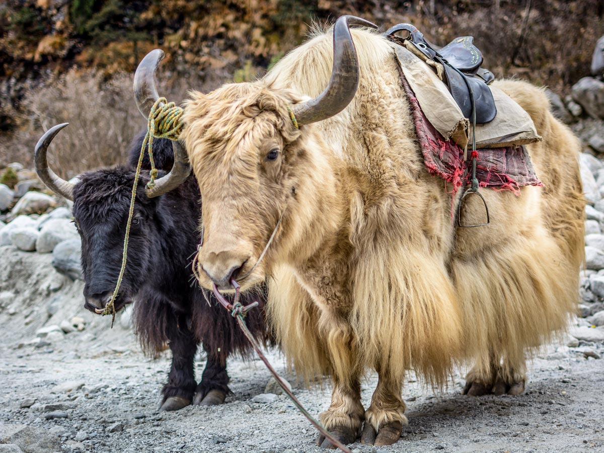Manali yaks India cycling tour Himilayan mountains