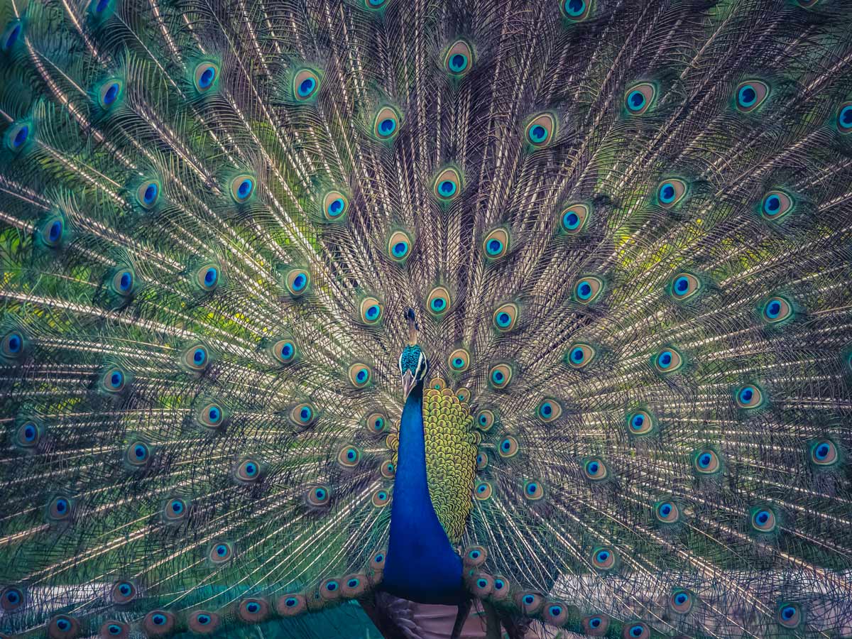 Udaipur city of lakes peacocks wildlife cycling tour Rajasthan biking India