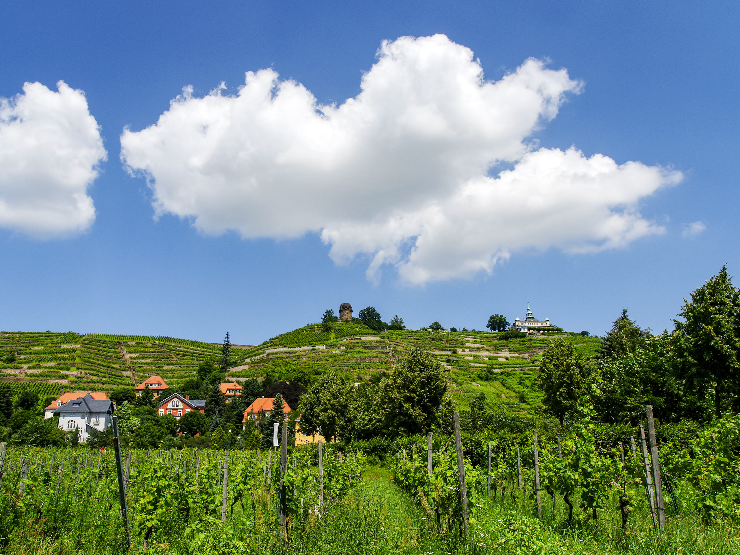 Village Radebeul Saxony Vineyards Elbe Valley