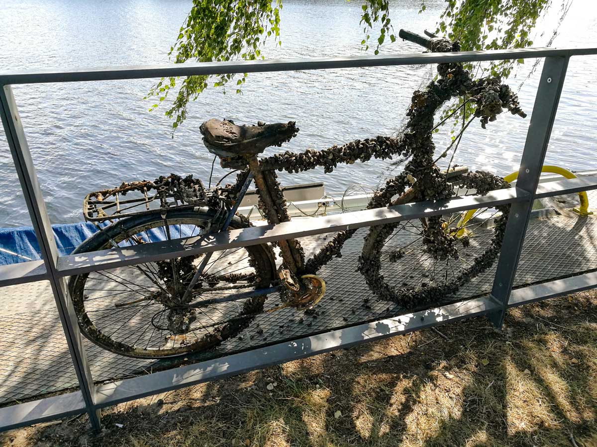 pandauer Fahrrad AugustusTours Sophie Bergfeld barnacles on old bike