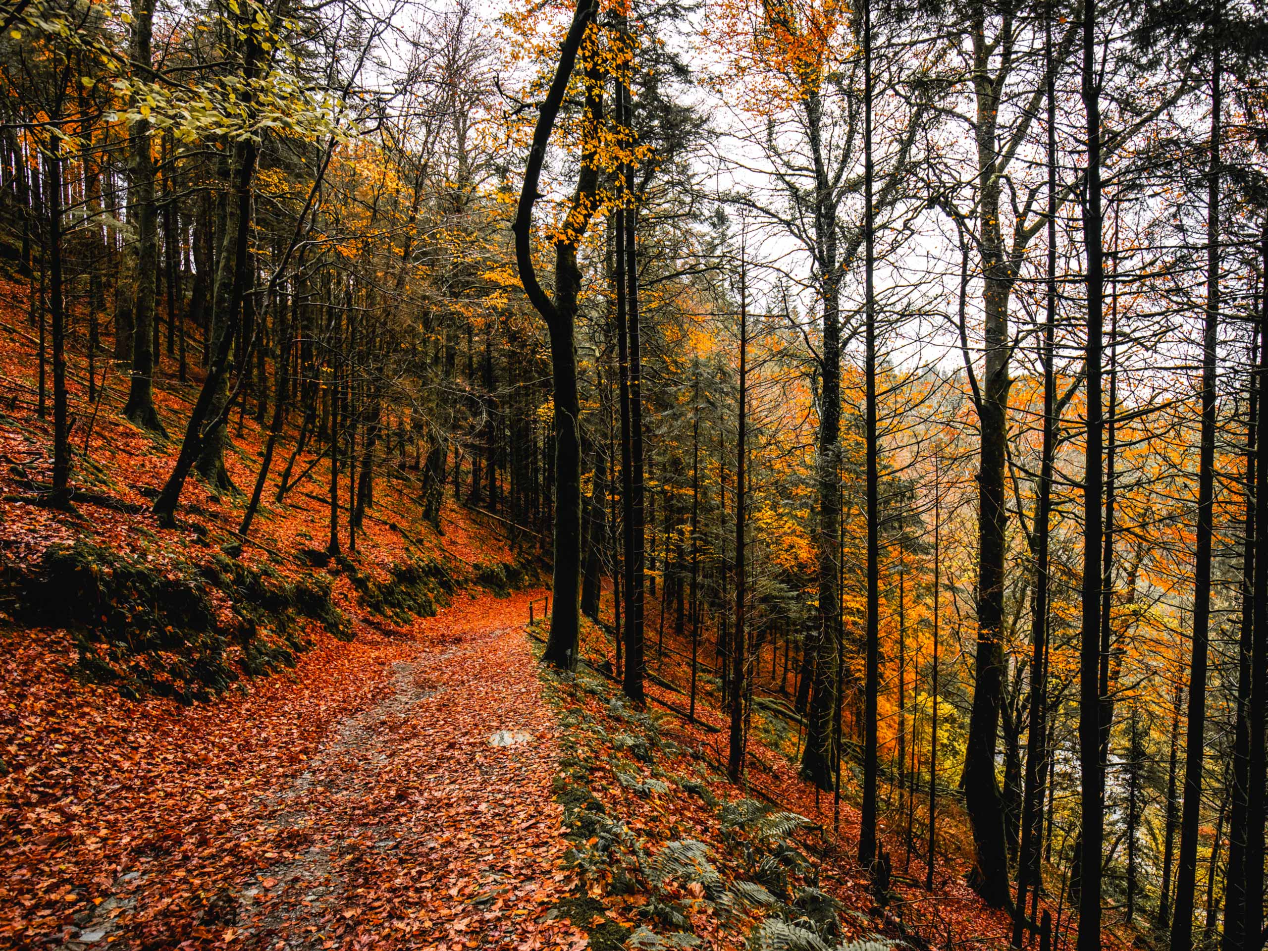Fall autumn colours walking path through Devil's Glen woods Wicklow Ireland