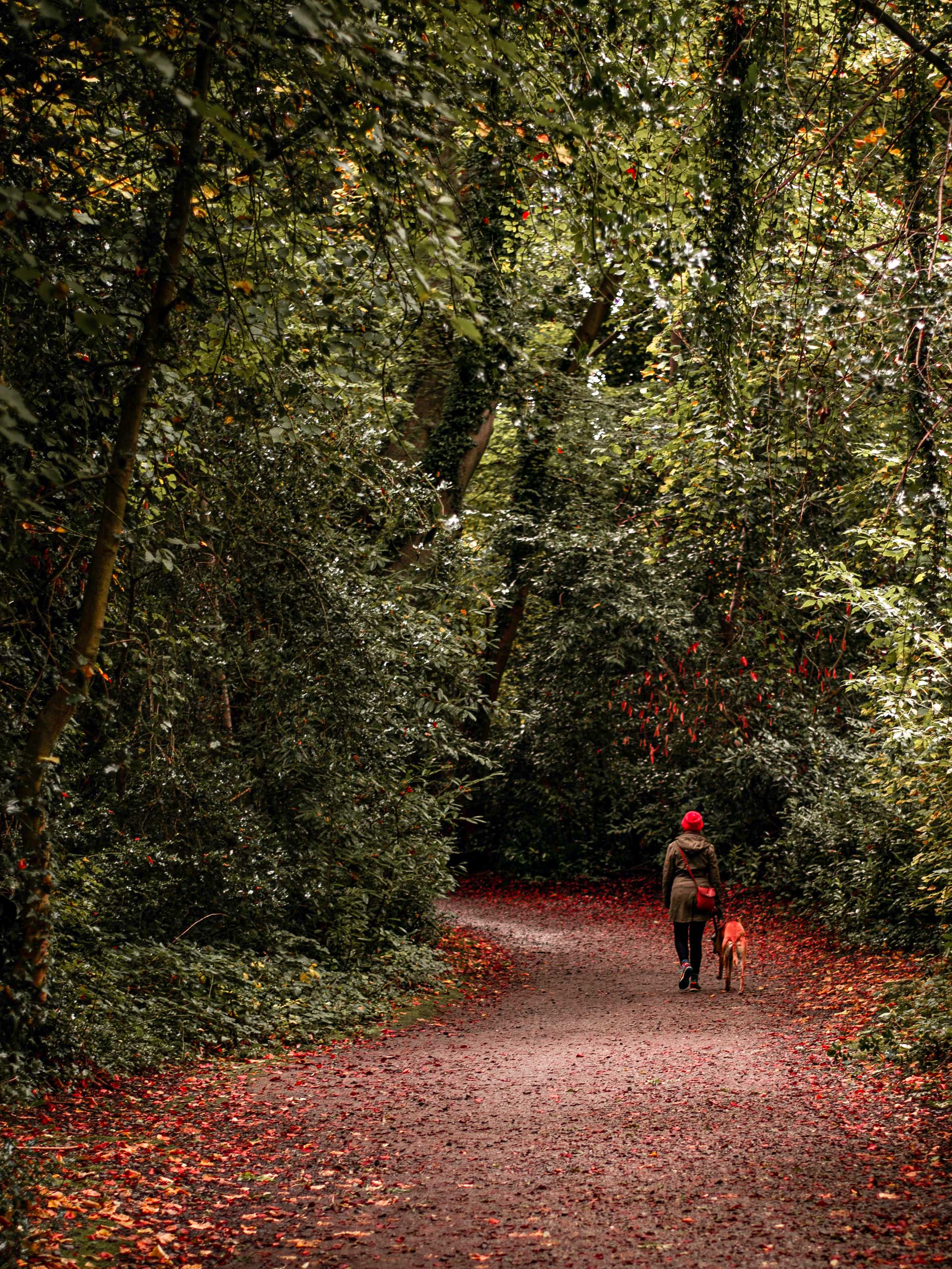 Dog walking surrounded by fall colors in Marlay Park, Rathfarnham, Ireland County Wicklow, Ireland