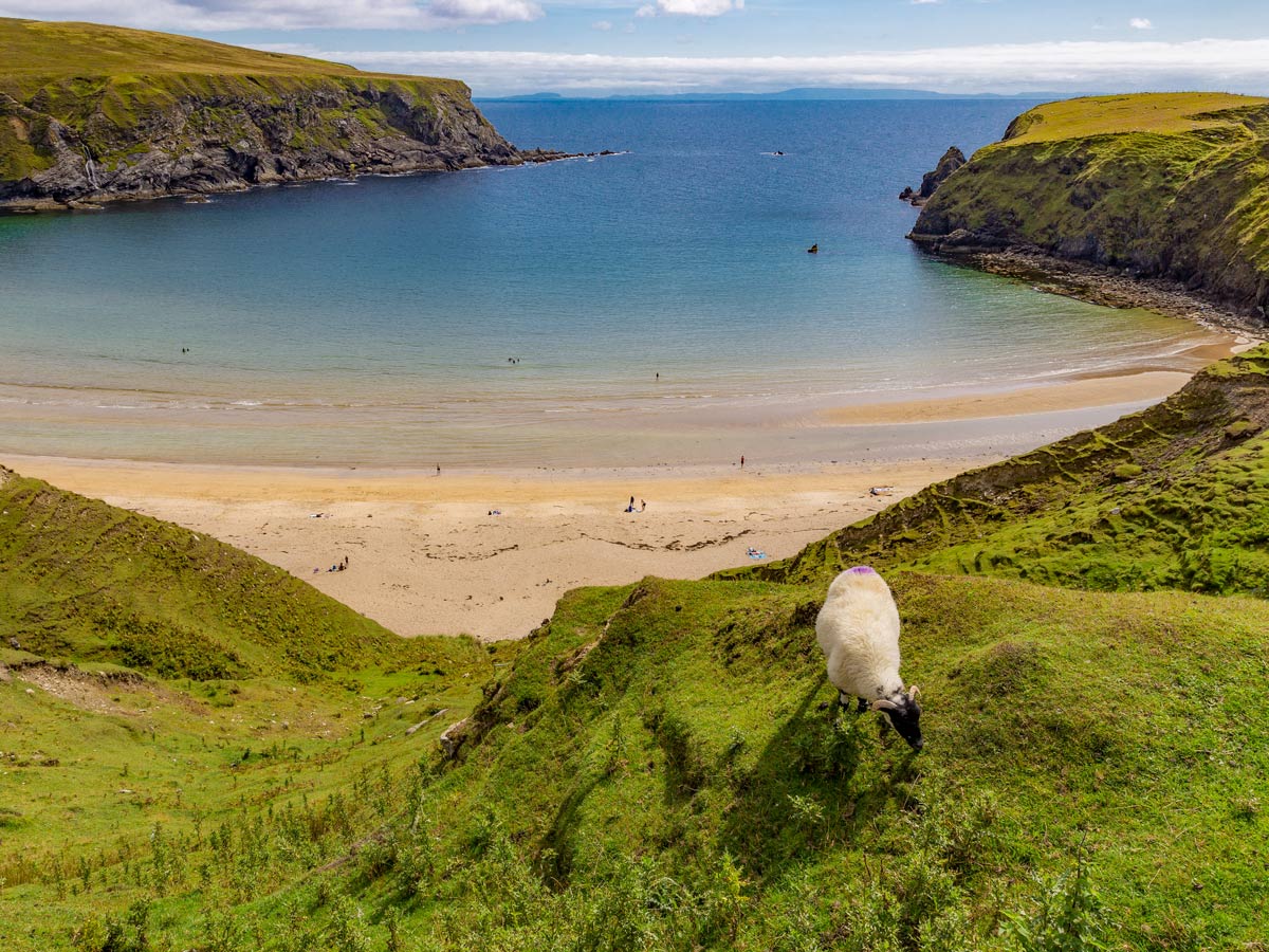 Sheep grazing on hills above Donegal Ireland bay