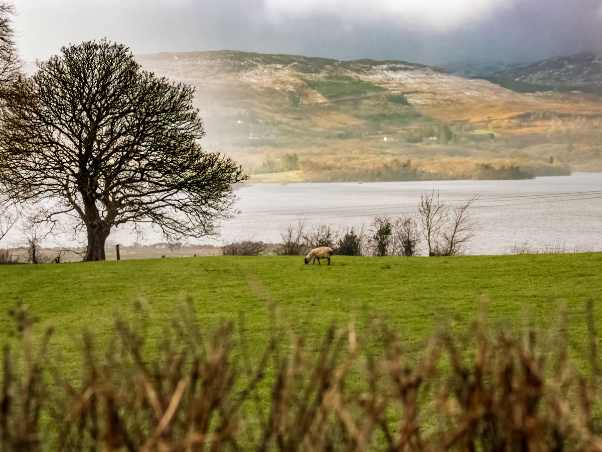 Sheep grazing Lough Eske County Donegal Ireland