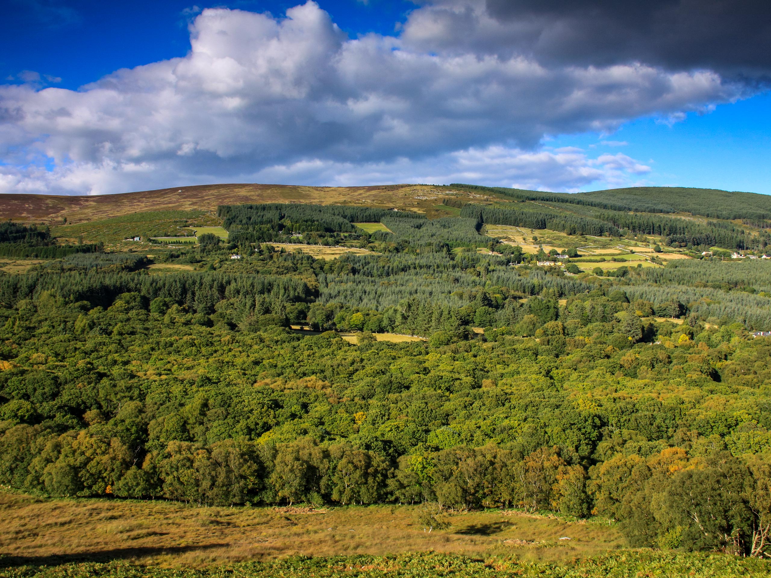 Forest on the hillside of Glencree valley hiking Wicklow Way Ireland