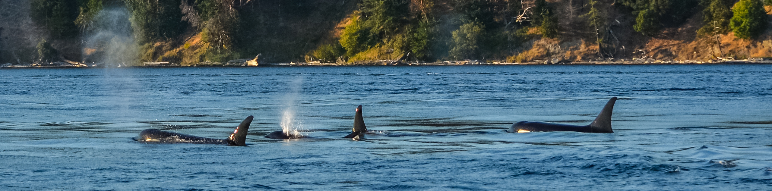 4-Day Vancouver Island Bike Tour