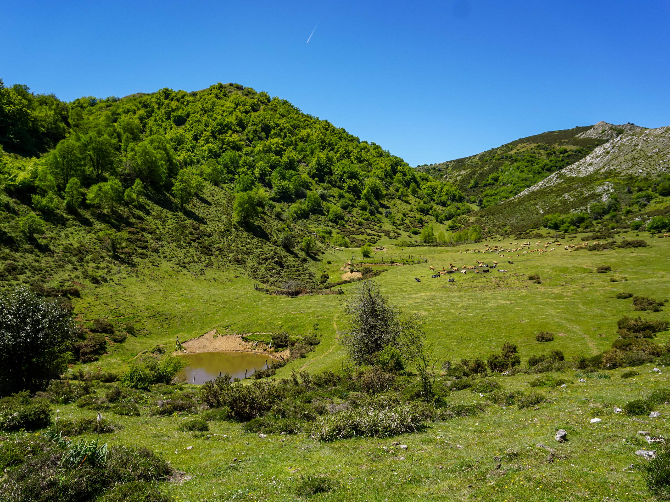 Farmland and stock herds in the valley bandujo sts ana hiking in Spain Asturias walking circular lagos