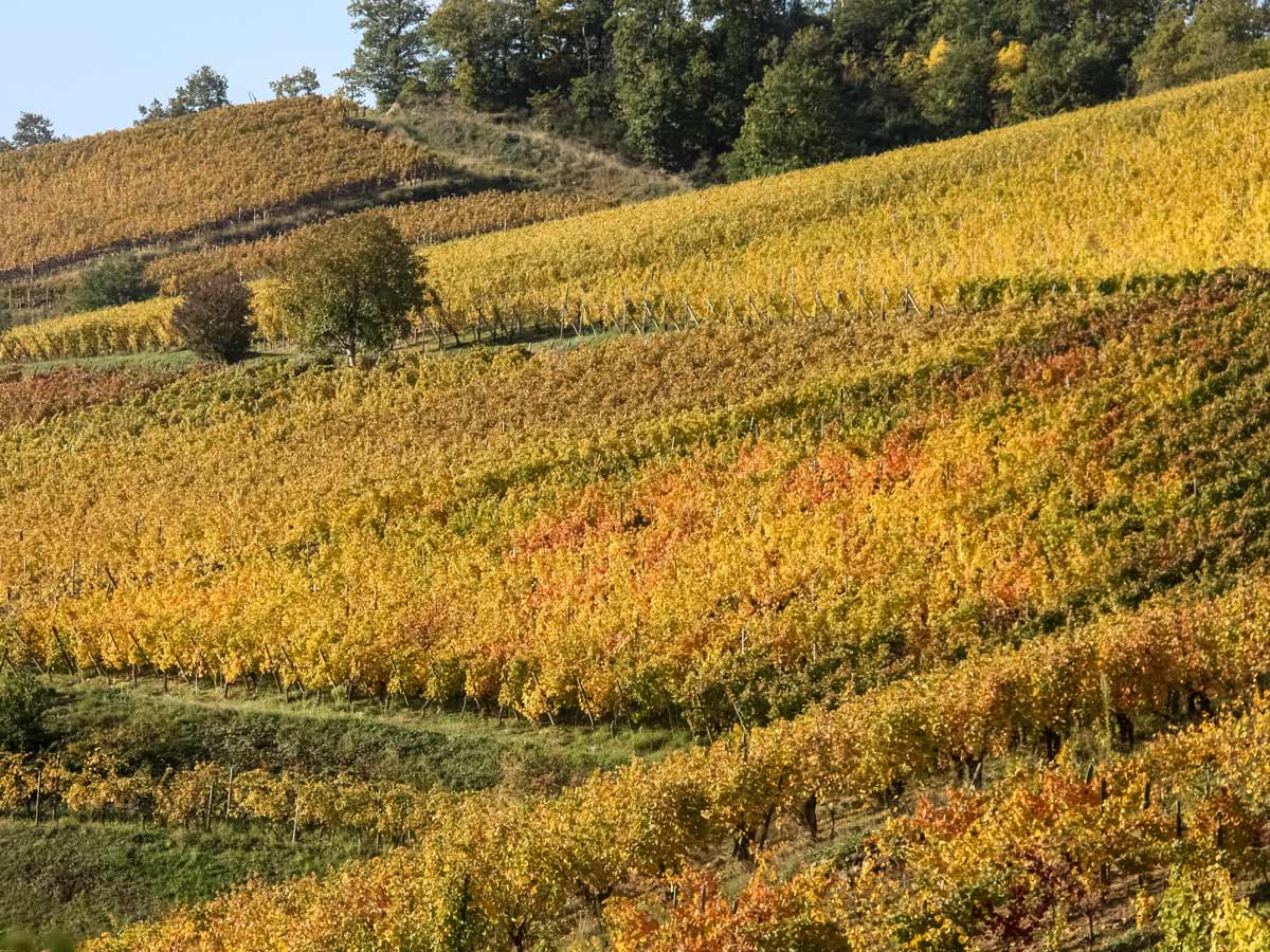 Turckheim vineyard exploring wine route Alsace France