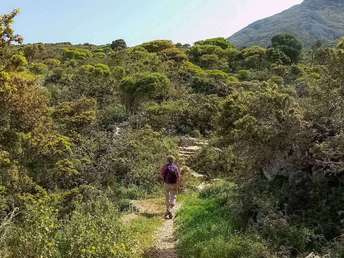 Forest trail hike hiking walking Amorgos Greece