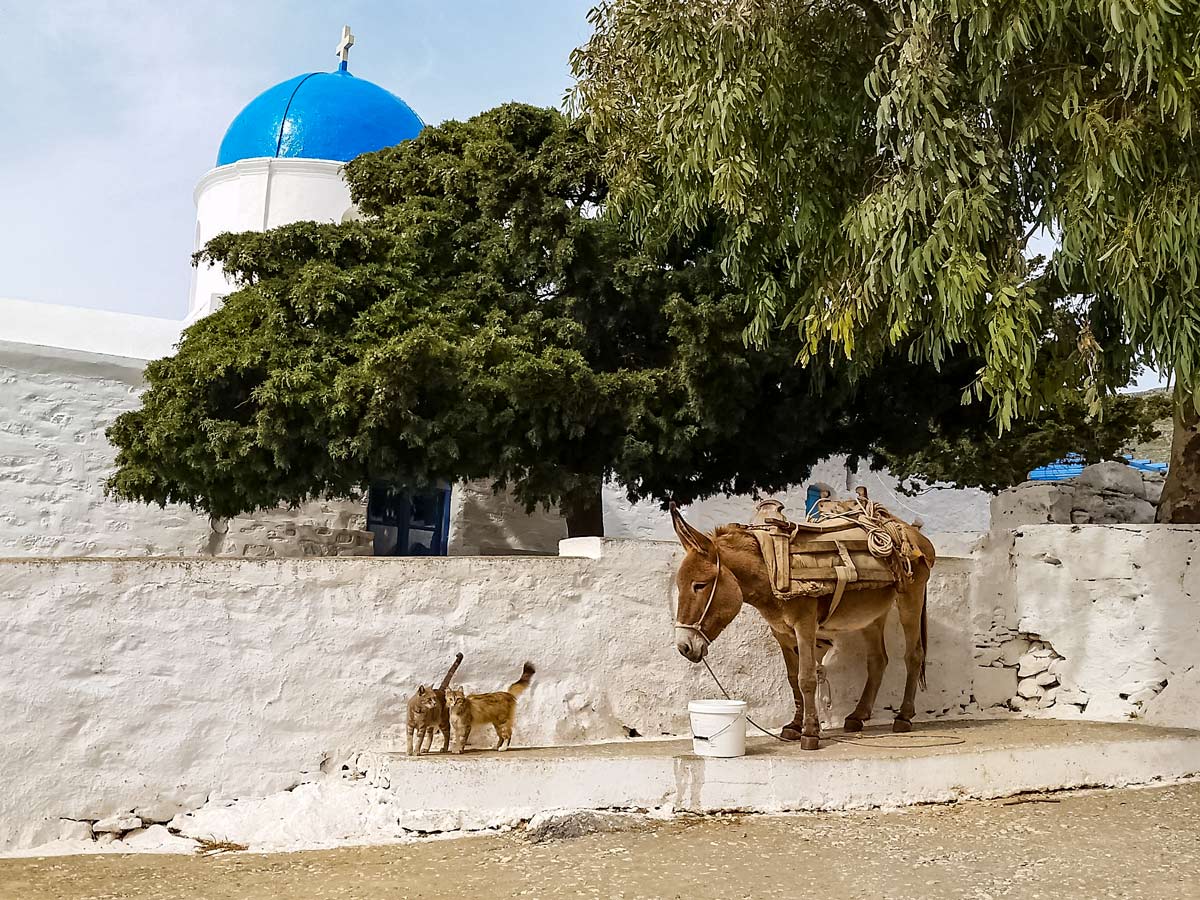 Donkey ride transport hike hiking walking Amorgos Greece