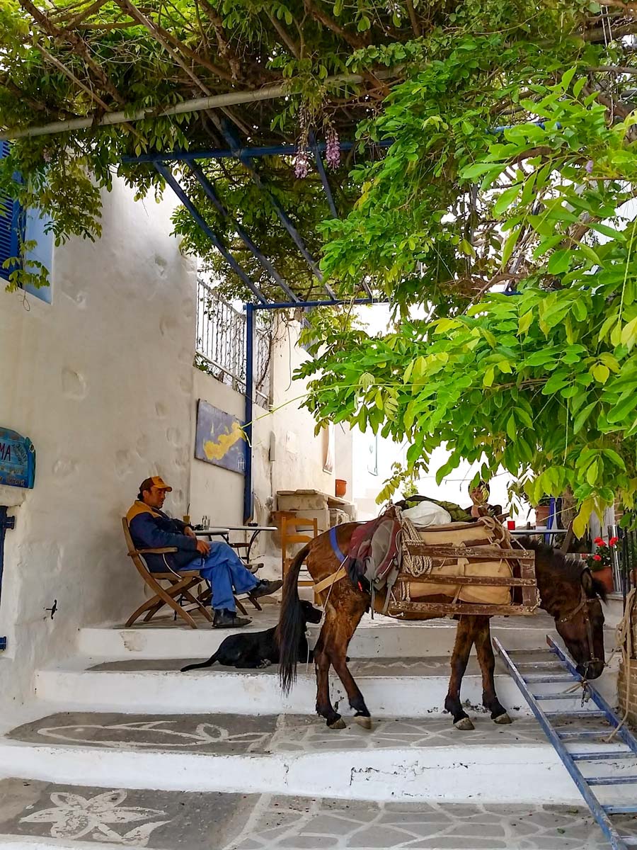 Horse mule hike hiking walking Amorgos Greece