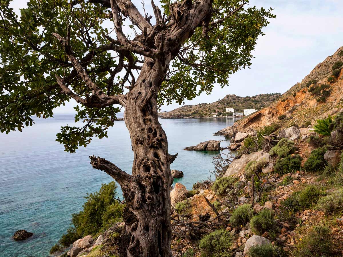 Kreta Lex coastal trees town Crete Greece coastline adventure tour