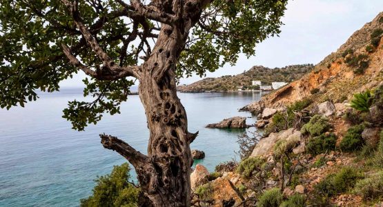 Kreta Lex coastal trees town Crete Greece coastline adventure tour