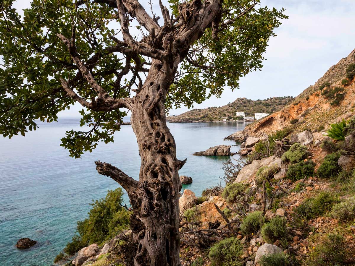 Mediterranean foliage trees coast Crete Greece west adventure walking tour