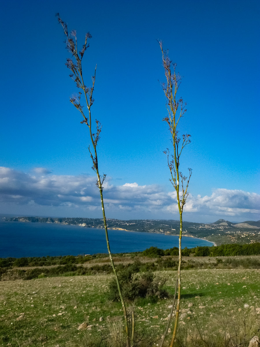 Mediterranean sea ocean plants Greece Kefalonia adventure bike tour