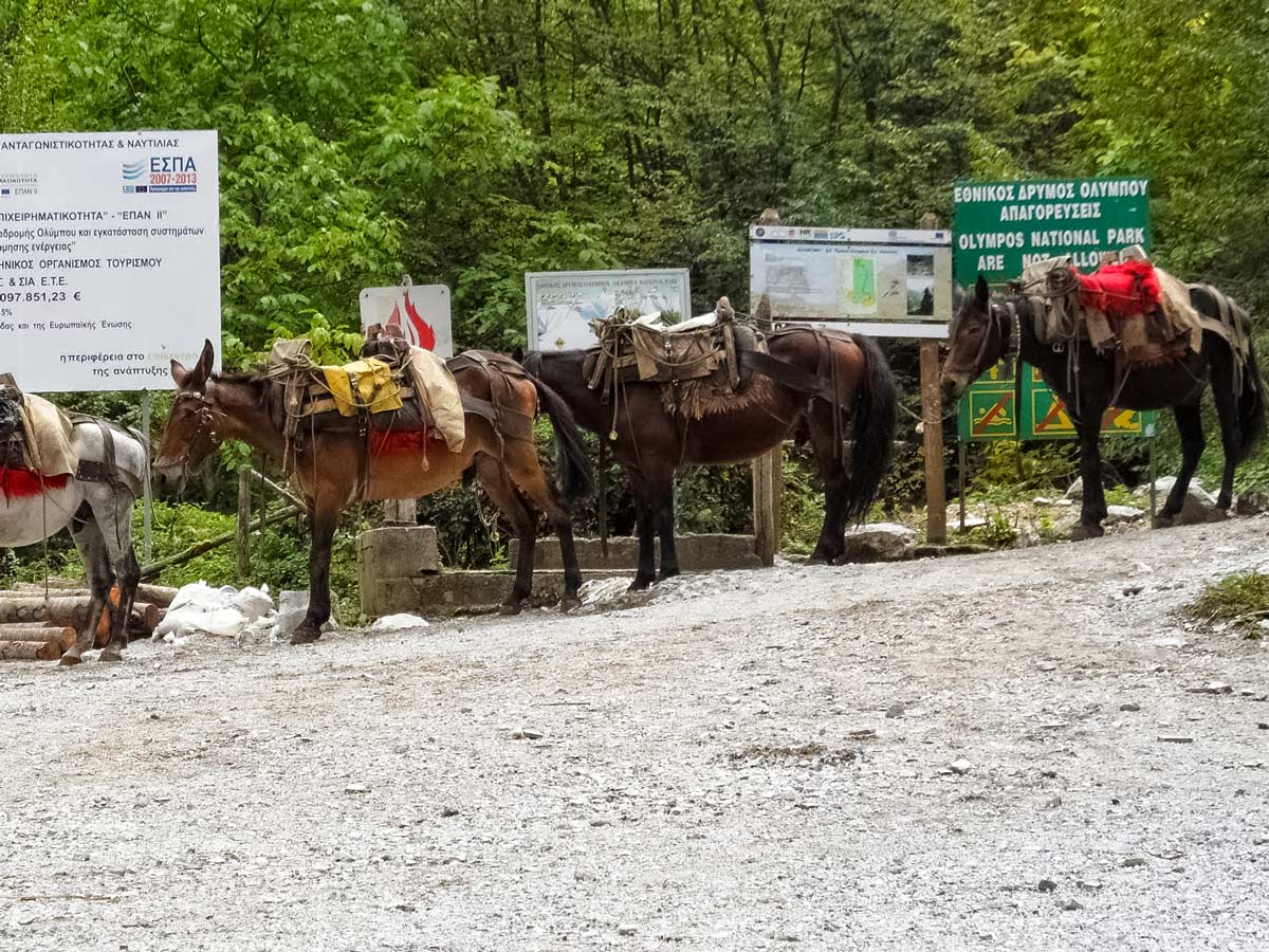 Horses pack mules Mount Olympos trekking adventure northern Greece