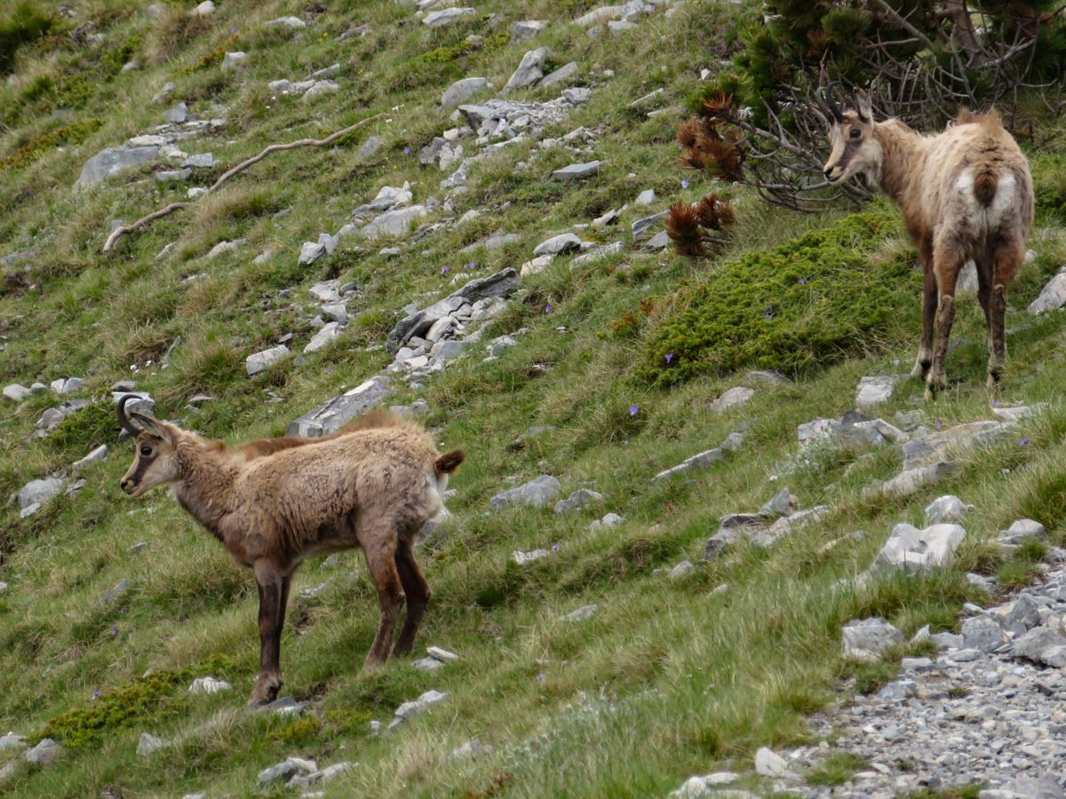Gemzen nabij Muzenplateau wildlife mountain goats Litochoro Olympus hike Greece