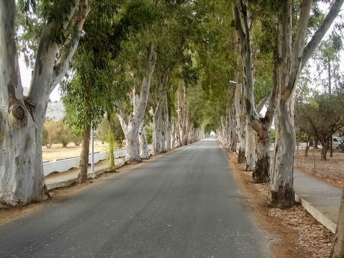 Rhodos Eucalyptus Alley biking cycling tour Rhodes Greece