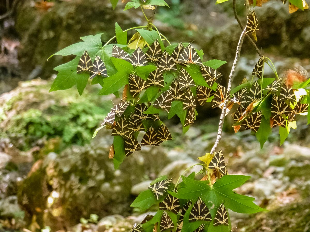 Rhodos Butterfly Valley biking cycling tour Rhodes Greece