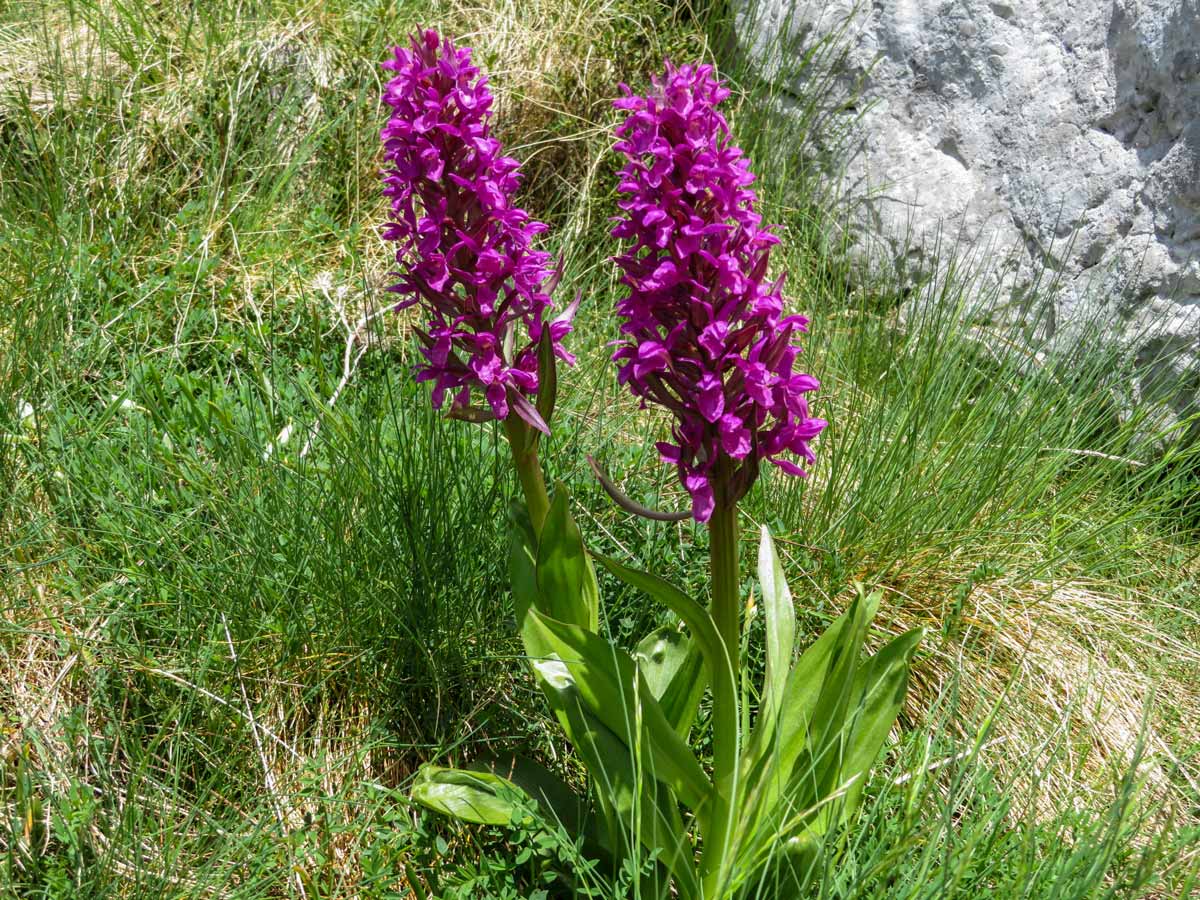 Two Orchids loopins wildflowers hiking Zagori Vikos Gorge Greece