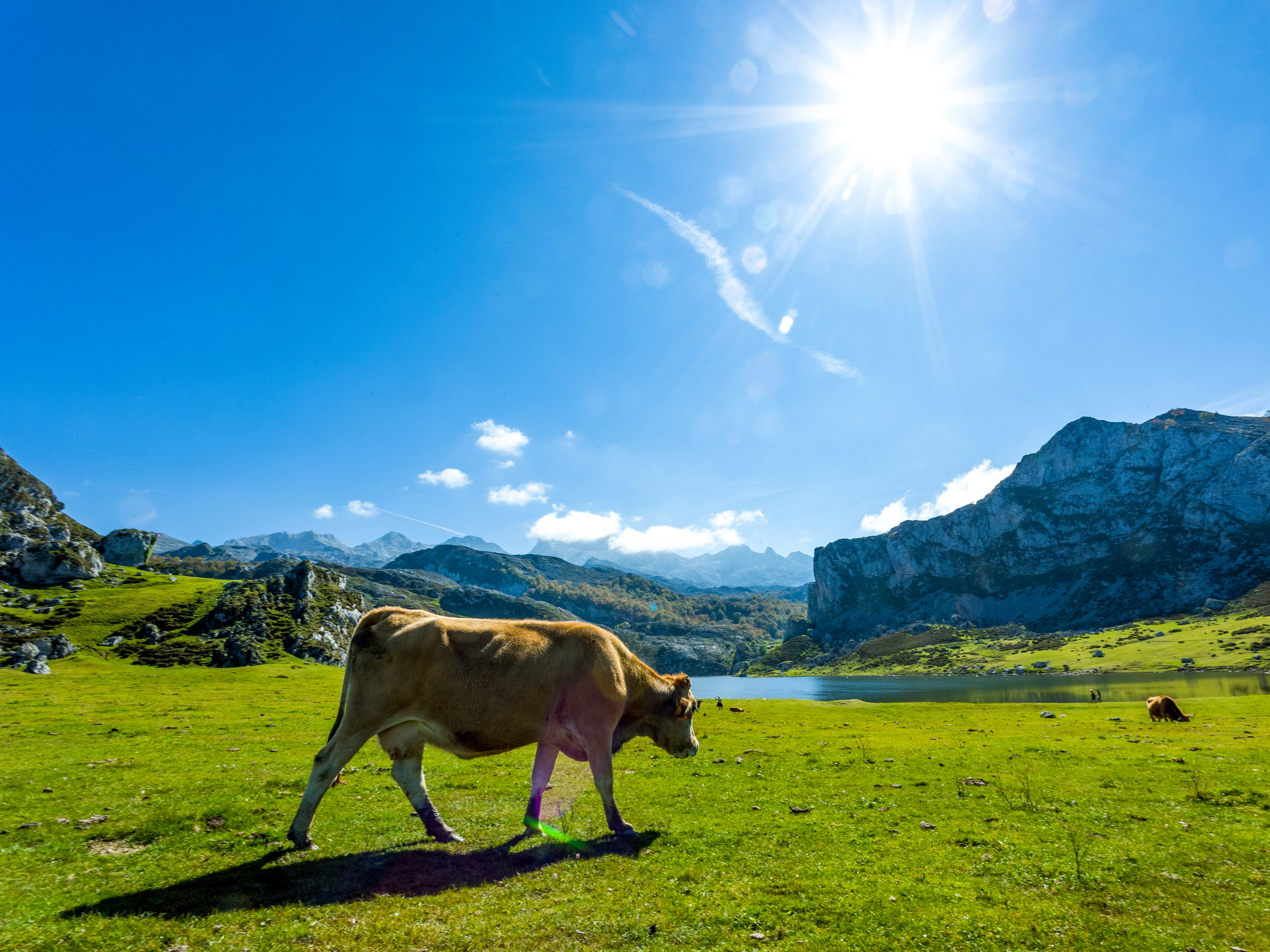 Picos de Europa National Park cow