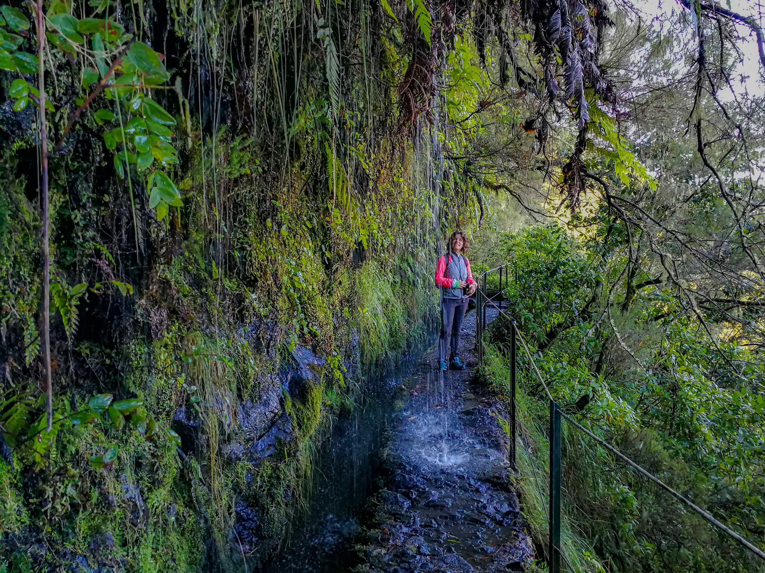 Walking trail through jungle mossy forest Caldeirao Verde Maderira Spain
